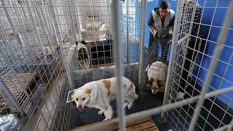 Другим румынским городам, Брашову и Ораде, отметила зоозащитница, удалось решить проблему, не прибегая к убийствам животных,-- путем стерилизации и создания собачьих приютов
