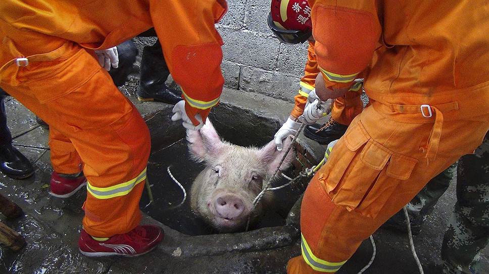 Семь китайских пожарных были задействованы в спасении трехсоткилограммовой свиньи, провалившейся в колодец на ферме в Хуанхуа, провинция Чжэцзян