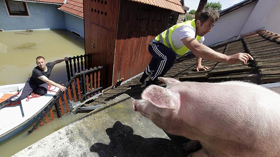 Мужчина одной из деревень Сербии пытается накормить свинью, забравшуюся на крышу дома после наводнения