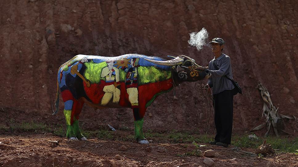 Участники конкурса раскрашенных буйволов в округе Цзянчэн китайской провинции Юньнань