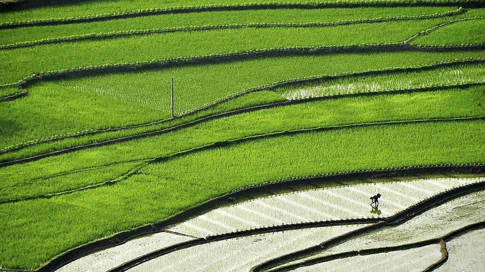 Фермер сажает рис в провинции Цзянси, Китай