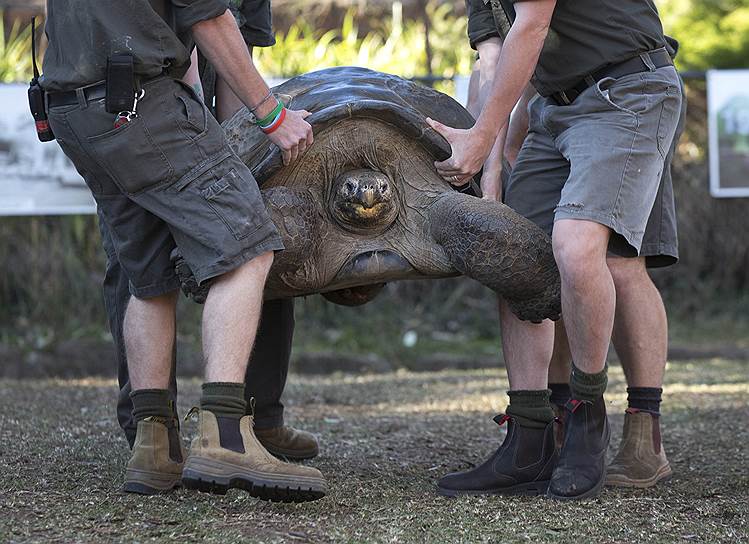 63-летнюю галапагосскую черепаху Гюго несут на медосмотр в национальном парке рептилий в окрестностях Сиднея