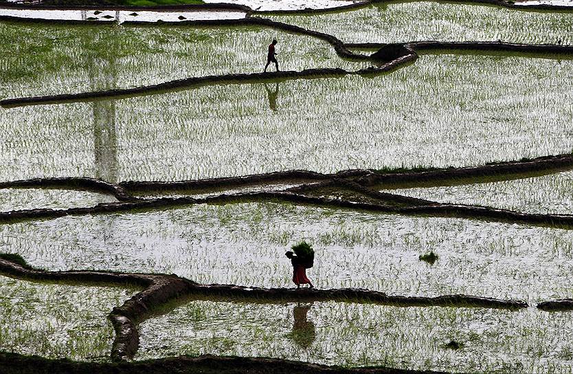 Женщина на рисовом поле, Катманду, Непал