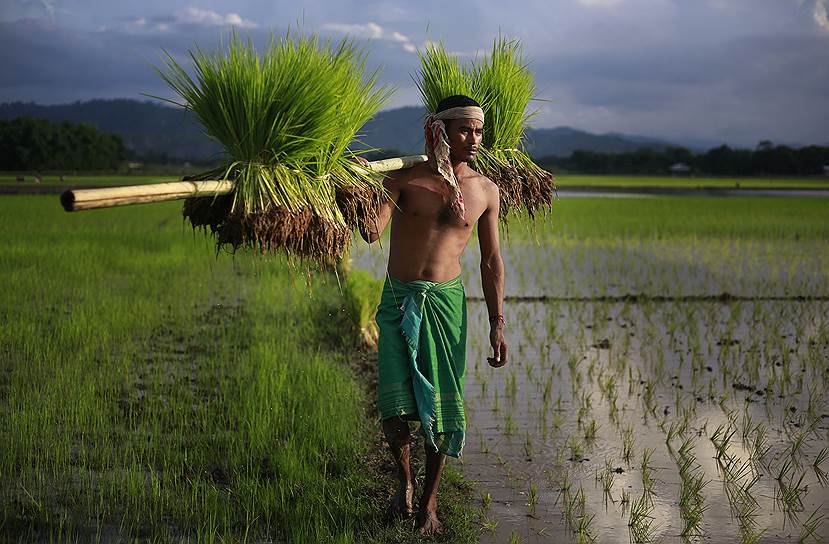 Индийский фермер на окраине Гаухати