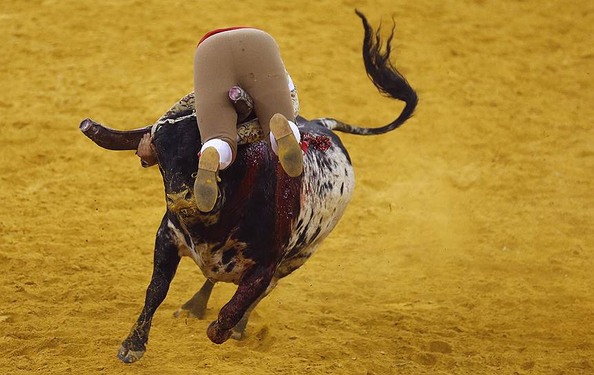 Традиционный бой с быками в Лиссабоне