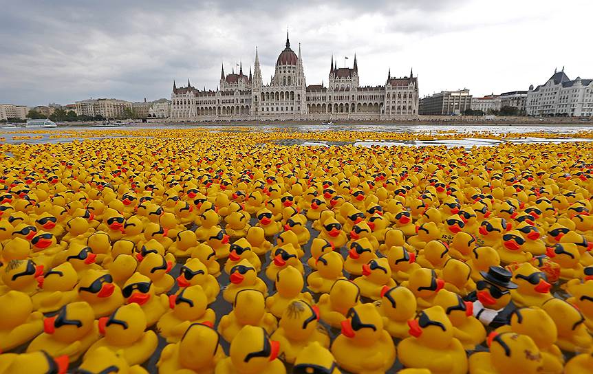 52 тыс. резиновых уточек были выпущены на воду реки Дунай напротив здания парламента Венгрии в Будапеште в рамках акции «Большая гонка резиновых уток 2014»