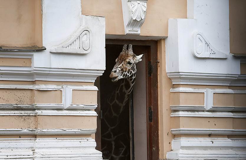 Жираф, прячущийся от дождя в своем вольере в Московском зоопарке