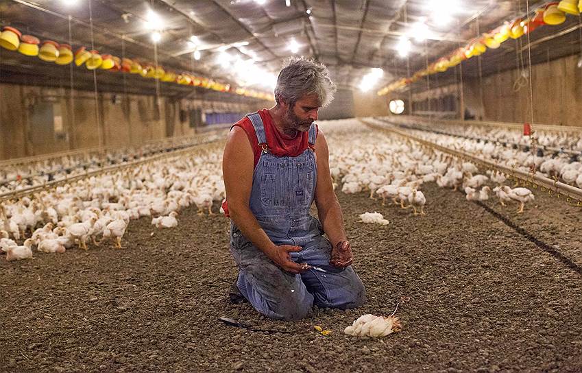 Владелец куриной фермы пытается выяснить причины заболевания цыплят в Вермонте