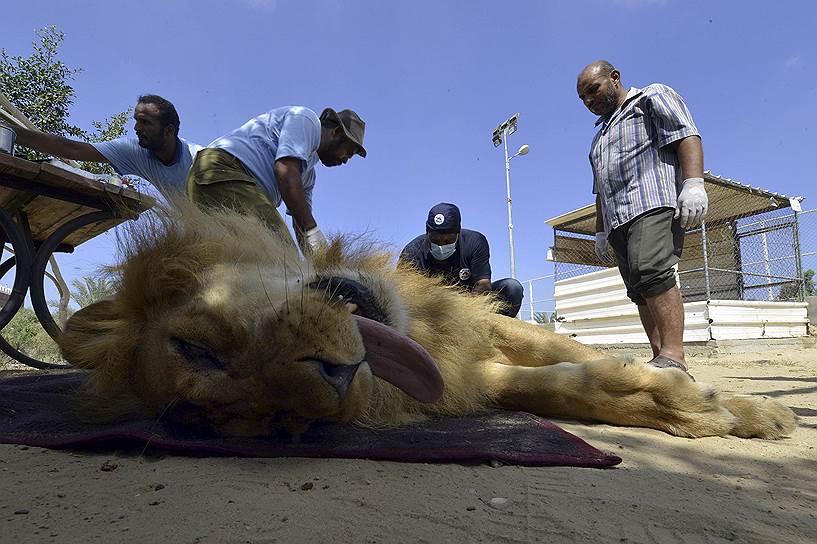 Медики обследуют льва в зоопарке на севере Газы