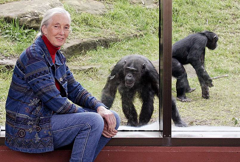 С 2002 года обязанности посла мира ООН выполняет британский приматолог Джейн Гудолл. Почетное звание зоолог получила за основание детской организации Roots &amp; Shoots, занимающейся оказанием помощи людям, животным и охране окружающей среды