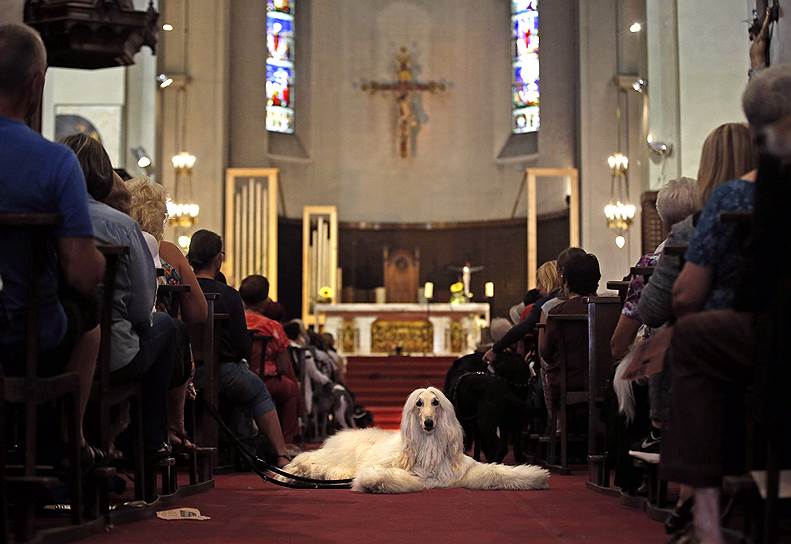 Хозяева со своими домашними животными на молитве в церкви в Ницце