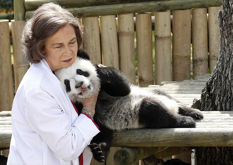 2011 год. Королева Испании София с 6-месячной пандой в зоопарке Мадрида