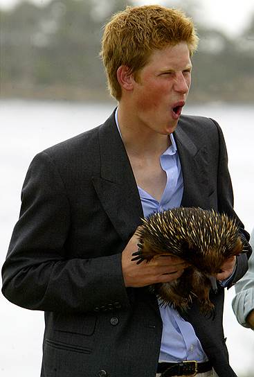 2003 год. Принц Гарри с ехидной во время посещения зоопарка в Сиднее