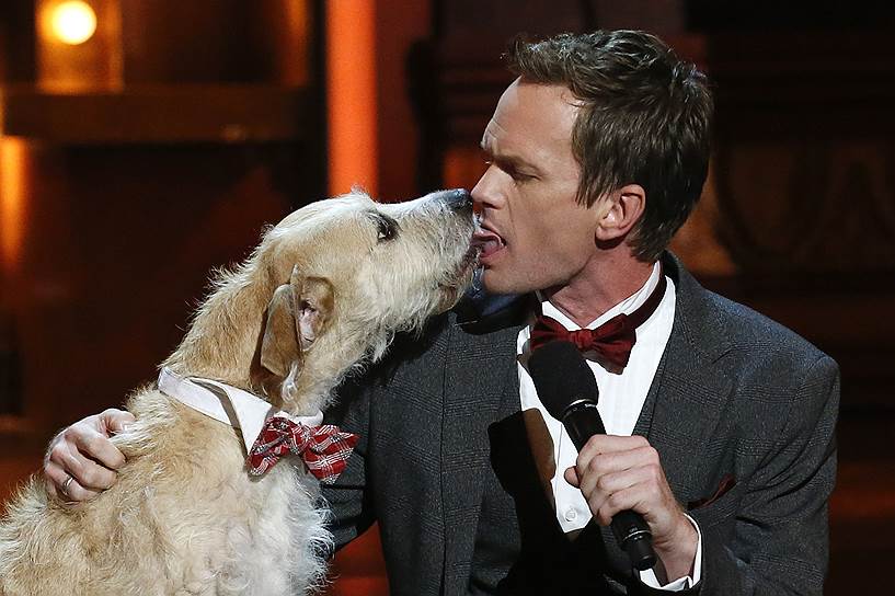 2013 год. Актер Нил Патрик Харрис и собака на сцене во время вручения премии «Тони» 