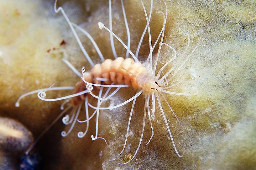 Птеросиллис (Pterosyllis finmarchica) — один из самых необычных холодноводных червей, живет в углублениях морских губок и иногда выползает на поверхность. Птеросиллисы недостаточно хорошо изучены, но считается, что длинные выросты конечностей, благодаря которым их можно заметить, выполняют роль органов осязания
