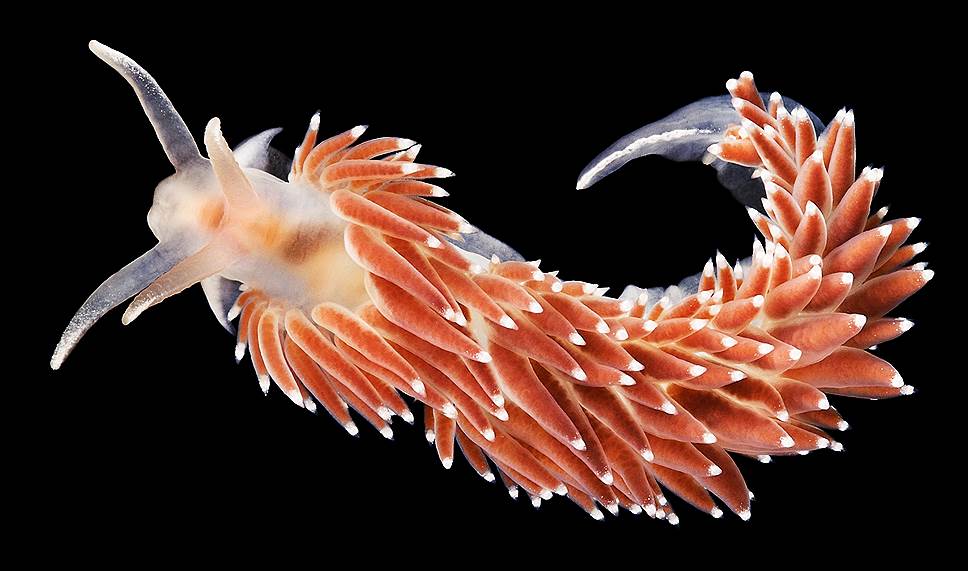 Флабеллина (Flabellina verrucosa) – вид голожаберных моллюсков. Обитает на небольших глубинах и питается гидроидными полипами, сидячими медузами, и актиниями, жгучие стрекательные клетки которых не переваривает, а сохраняет в своих спинных выростах. С помощью накопленных стрекательных клеток флабеллина защищается от хищников