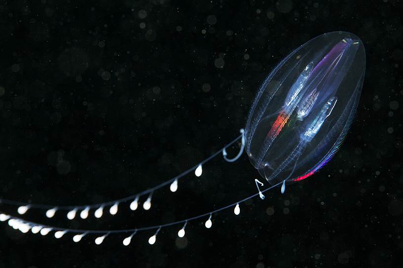 Эуплокамис (Euplokamis sp.) — холодноводный гребневик, дорастающий до двух сантиметров. Он охотится с помощью щупалец с тонкими клейкими нитями, совершая резкие повороты так, чтобы охватить нитями как можно большую площадь. На них налипает мелкий планктон, и гребневик втягивает щупальца, съедая всё, что удалось поймать