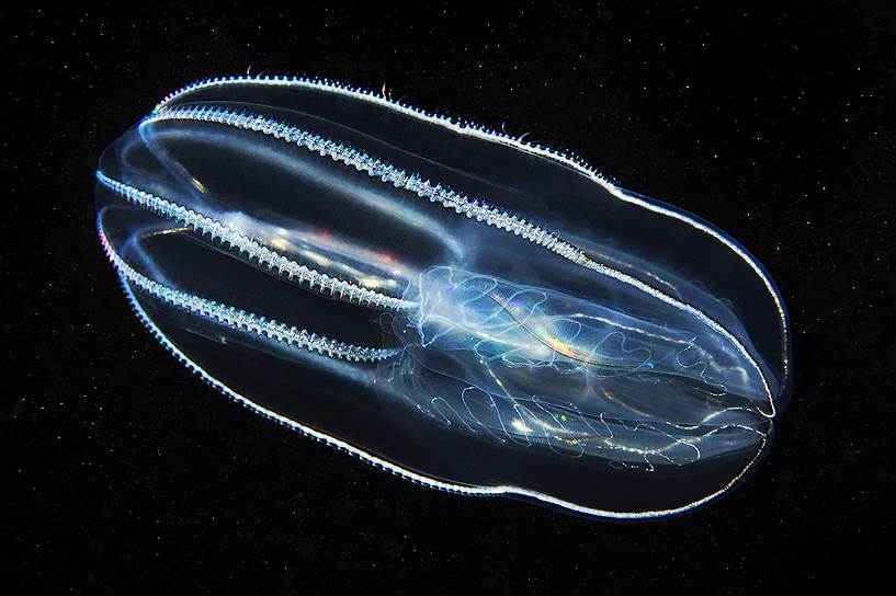 Болинопсис (Bolinopsis infundibulum) – крупный холодноводный гребневик. Плавает с помощью восьми рядов гребных пластинок, образованных плотно прилегающими друг к другу ресничками и переливающихся на свету во время движения. Охотясь, болинопсис широко распахивает две гигантские ротовые лопасти, которые занимают примерно половину его тела, чтобы захватить как можно больше планктона
