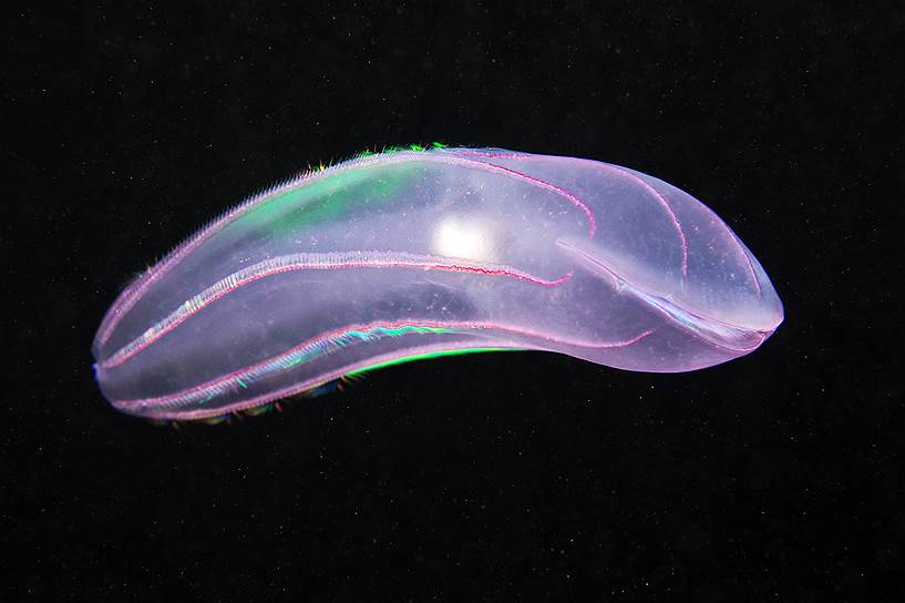 Берое (Beroe abyssicola) — хищный мелководный гребневик. У берое нет щупалец, и он способен менять цвет в зависимости от освещения. Питается другими гребневиками, болинопсисами, причем может нападать и на особей, крупнее себя — уткнувшись в добычу буквально засасывает ее, раздувая собственное тело