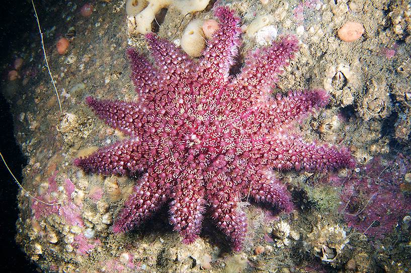 Кроссастер (Crossaster papposus) — самая крупная и быстрая арктическая морская звезда, длина ее лучей достигает 20 см. Кроссастер постоянно путешествует в поисках пищи, за минуту он способен проползти около двух метров. Это серьезный хищник — он питается самыми разными донными животными, в частности, нападает на других морских звёзд