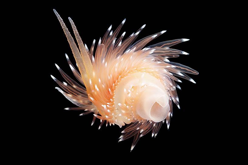 Полярисы (Flabellina polaris) — редкий вид холодноводных флабеллин, встречающийся только на глубине. Как и остальные флабеллины, в процессе эволюции полярисы утратили раковину, которую заменили ярко окрашенные выросты. Едят полярисы исключительно гигантских гидроидных полипов тубулярий