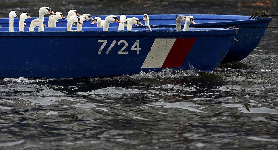 Гамбруг, Германия. Лебедей, собранных на каналах и реках в округе Гамбурга, выпускают на зимовку на озеро Альстер