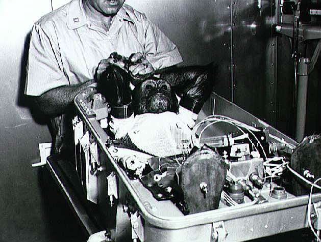 1961 год. 2-й орбитальный полет («Меркурий-Атлас-5») в рамках первой пилотируемой космической программы США «Меркурий»: запущен 17-килограммовый шимпанзе по имени Энос. Из-за утечки топлива полет был сокращен с 3-х до 2-х витков. Приземление прошло успешно