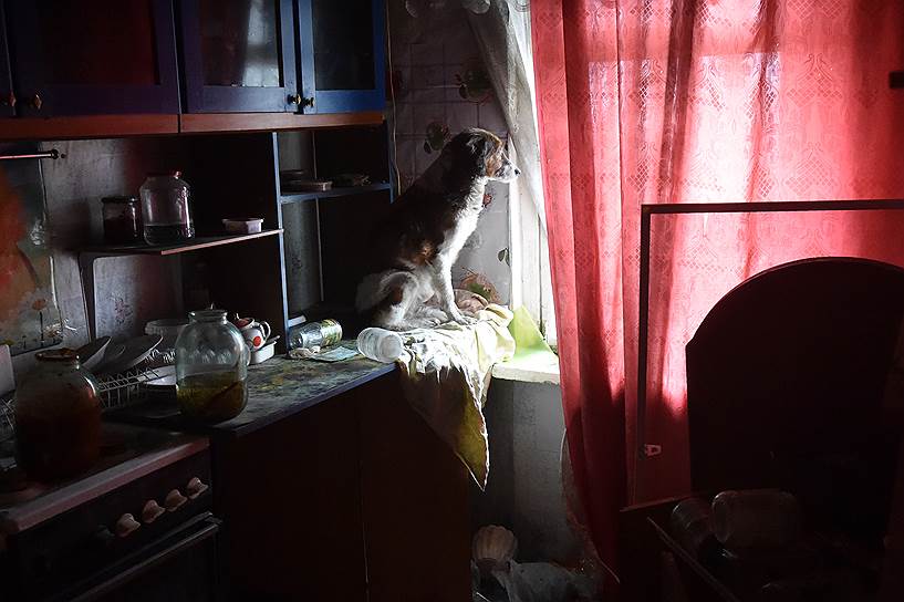 Донецк, Украина. Собака на кухне одной из квартир девятиэтажного дома на улице Стратонавтов, ближайшей к городскому аэропорту, за который шли тяжелые бои