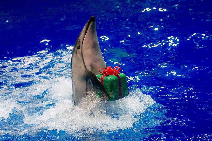Токио, Япония. Дельфин во время специального рождественского шоу в токийском аквапарке