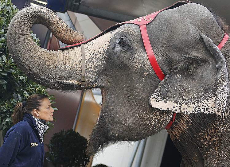 Монако. Принцесса Стефани со слоном во время циркового фестиваля