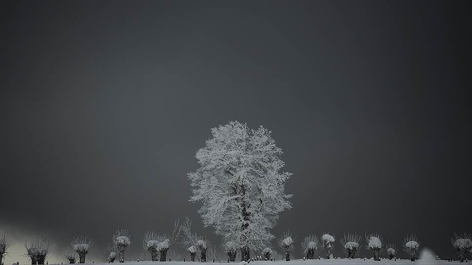 Ронсесвальес, Испания. Дерево, покрытое льдом, в небольшом городке на севере Испании