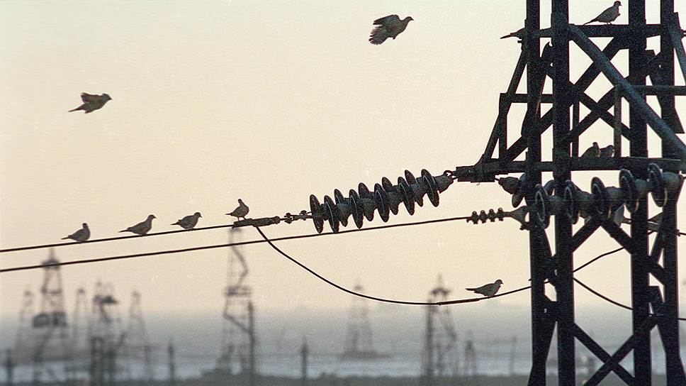 Как редкие птицы гибнут из-за линий электропередачи