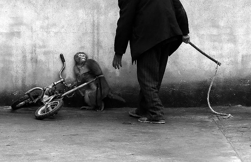 Йонгжи Чу (Yongzhi Chu). Китай. Цирковая обезьяна в цирке  Сучжоу