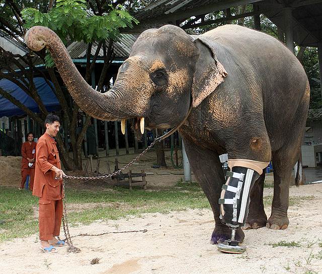 В 1999 году в Таиланде слон Мотала наступил на мину в районе военного конфликта между Таиландом и Мьянмой. Хозяин пытался спасти пострадавшую от взрыва левую ногу животного, но не смог — ее пришлось ампутировать. В 2006 году слон  получил свой первый временный протез. А уже через три года в Фонде друзей азиатских слонов (FAE) в Национальном заповеднике Mae Yao ему сделали первый постоянный протез
