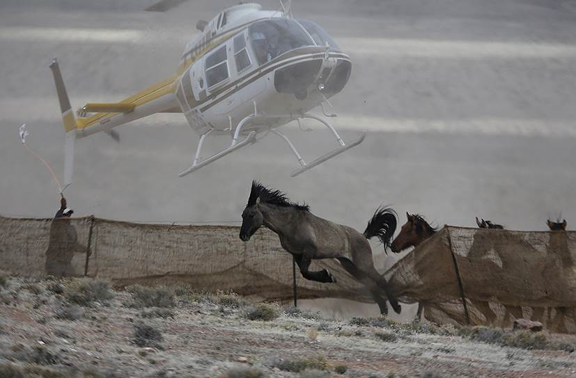Штат Юта, США. Дикие лошади убегают от садящегося вертолета