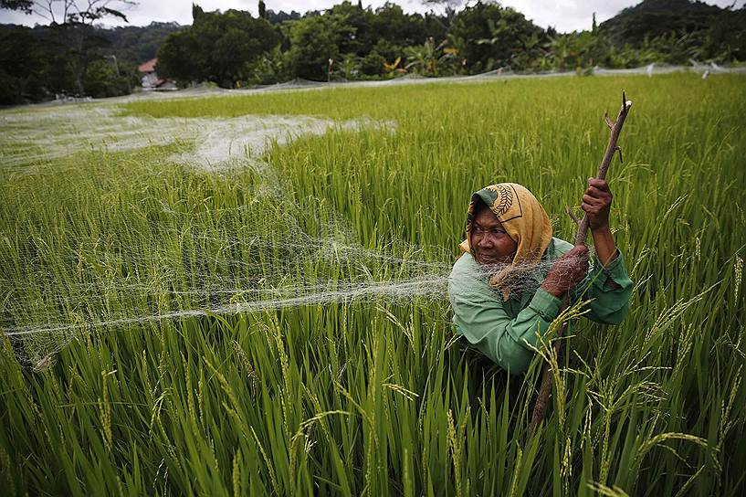 Чилачап, Индонезия. Женщина растягивает сеть над рисовым полем, чтобы защитить его от птиц