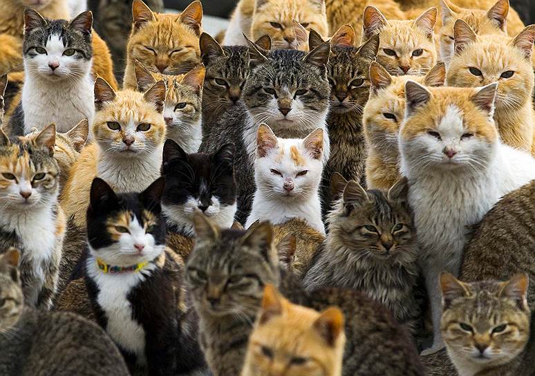 Остров Аосима, Япония. Коты на рыбацком острове в префектуре Эхимэ, где количество кошек превышает количество людей в 6 раз