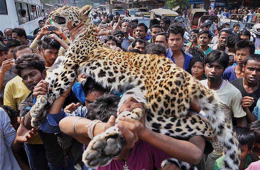 Гаухати, Индия. Местные жители несут тело леопарда, погибшего при падении в узкую расщелину возле храма
