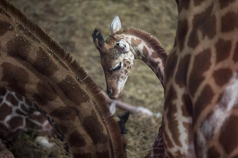 Париж, Франция. Юный жираф в городском зоопарке 