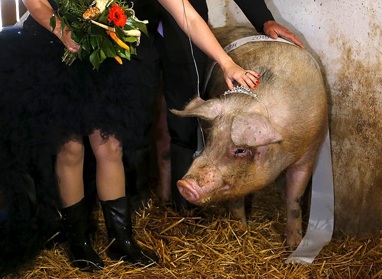 Хаймаш, Венгрия. Победительница шуточного конкурса красоты среди свиней на местной ферме, организованного ко Дню дураков
