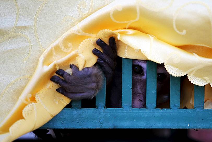 Куньмин, Китай. Макака выглядывает из клетки, после того, как ее спасли — на рынках и в ресторанах Китая эти приматы считаются деликатесом