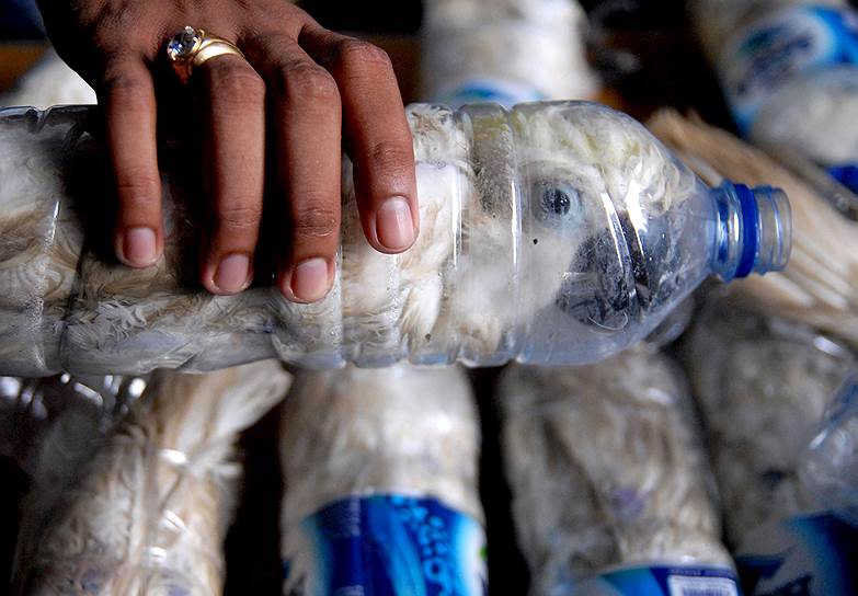 Сурабая, Индонезия. Полицейский держит в руках бутылку, внутри которой находится желтый хохлатый какаду. Таким образом, в бутылках, 22 особи занесенного в Красную книгу вида пытались незаконно вывезти из страны