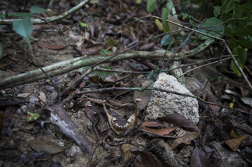 Букит Ванг Бурма, Малайзия. Останки человеческих костей найдены возле брошенного работоргового лагеря в джунглях недалеко от границы Тайланда