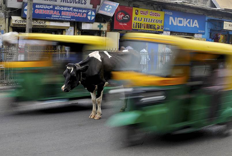 Бенгалуру, Индия. Корова посреди оживленной дороги в центре города
