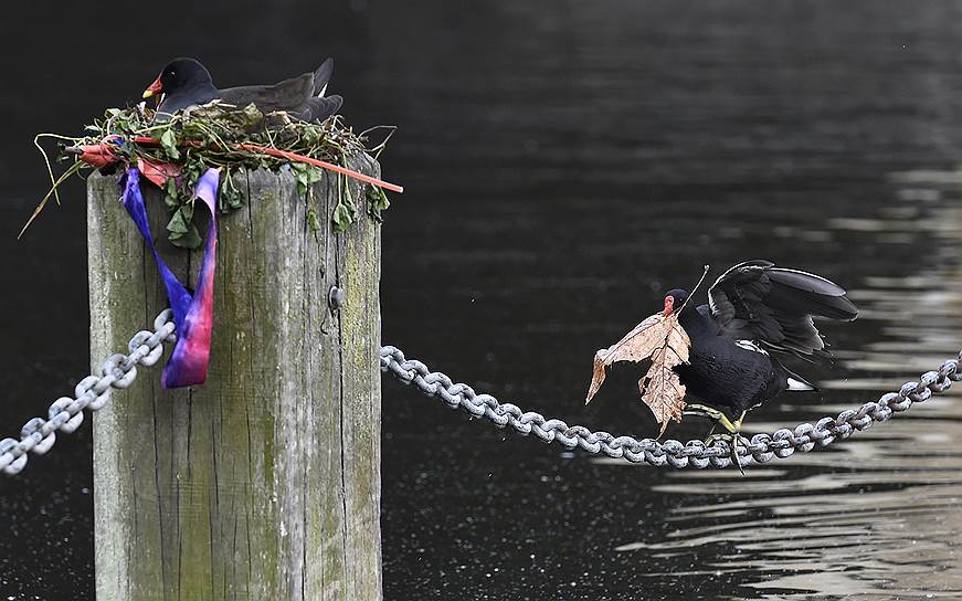 Лондон, Великобритания. Шотландская куропатка идет вдоль цепи с материалом для своего гнезда в клюве