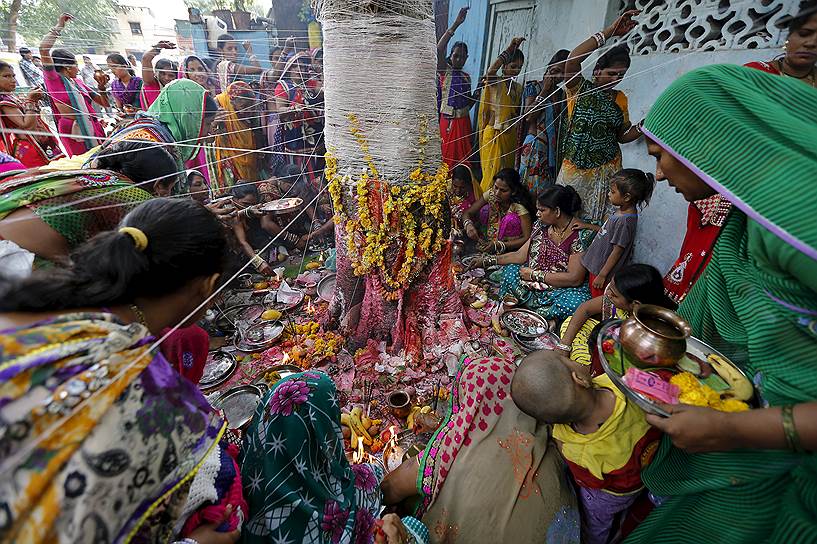 Ахмедабад, Индия. Поклонения баньяну во время праздника Ват-Савитри Пурнима