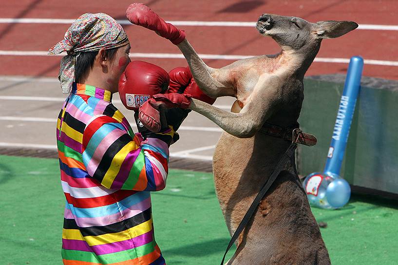 Шанхай, Китай. Клоун боксирует с кенгуру во время специальных соревнований среди животных