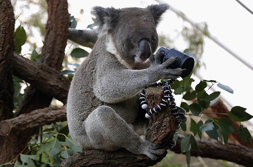 Сидней, Австралия. В зоопарке Wild Life родившийся слепым на один глаз коала смотрит прямо в закрепленную на ветке камеру