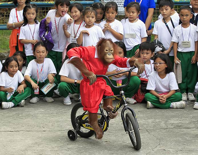 Манила, Филиппины. Орангутан в костюме Санта- Клауса катается на велосипеде во время детского представления