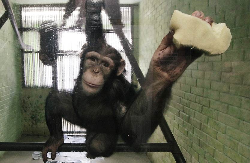 Красноярск, Россия. 8-летняя самка шимпанзе Анфиса моет окна своей клетки, где она живет с самцом по имени Тихон